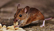 24 Hour & Emergency Exterminators in Clintonville, WV